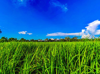 Scenic view of agricultural field against blue sky