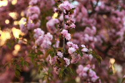 Close-up of pink flowering plant