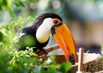 Close-up of bird perching outdoors