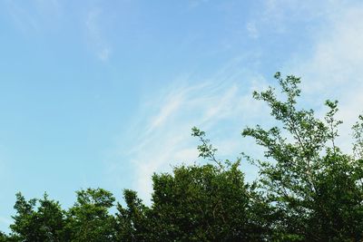 Low angle view of trees against sky