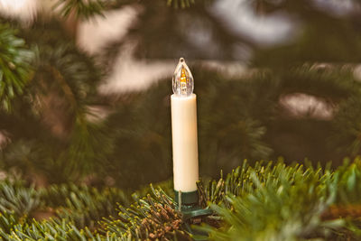 Close-up of christmas tree on field