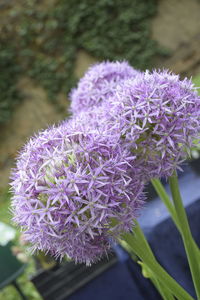 Close-up of purple flowers