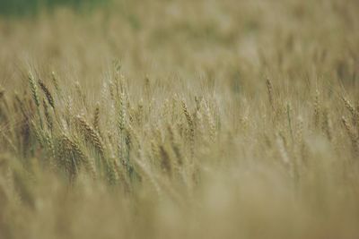 Close-up of wheat field