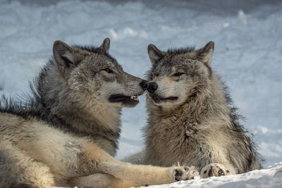 Wolves resting in snow