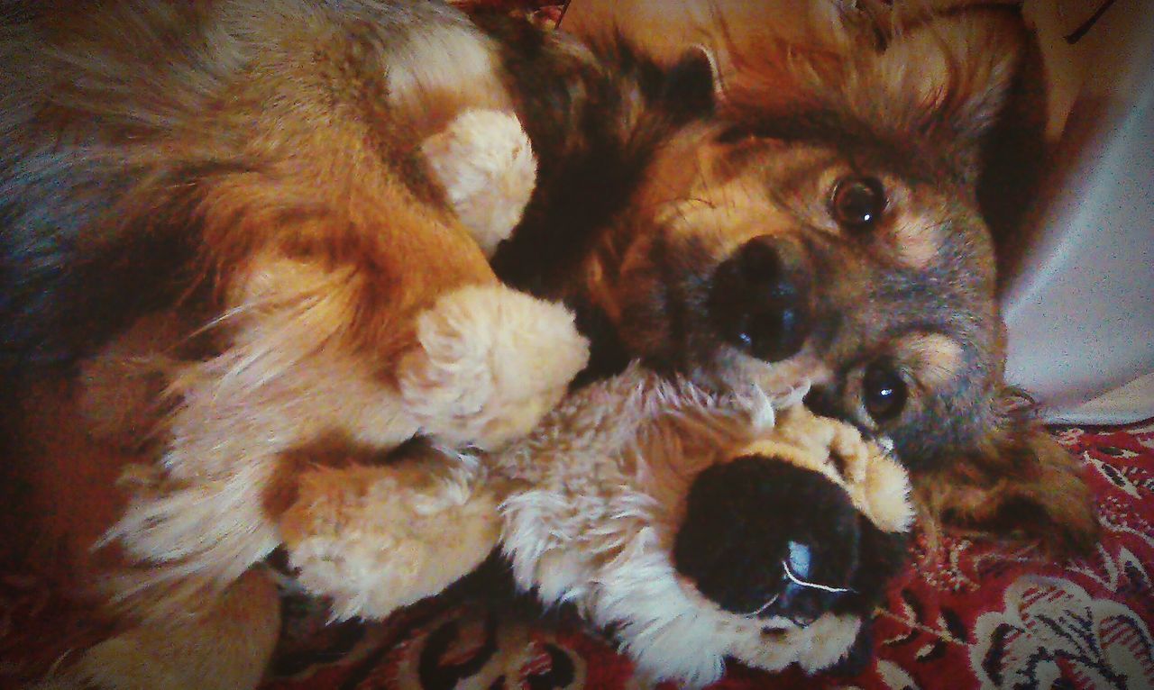 indoors, animal themes, domestic animals, pets, one animal, dog, mammal, high angle view, home interior, close-up, no people, looking at camera, animal hair, brown, young animal, domestic cat, portrait, two animals, toy, home