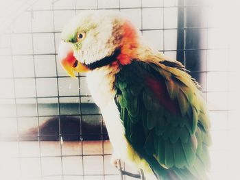 Close-up of parrot in cage