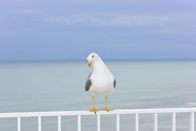 Seagull perching on railing by sea against sky