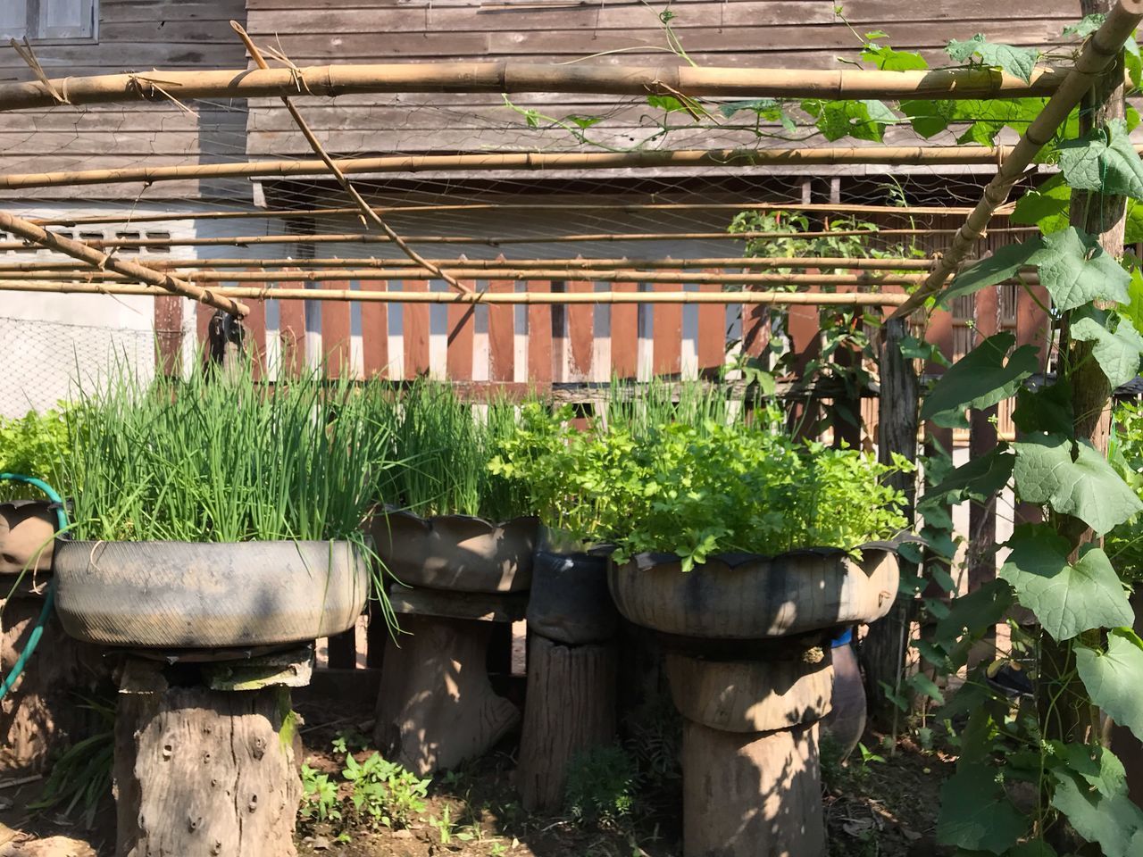 POTTED PLANTS AT YARD