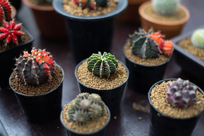 High angle view of potted plants on table