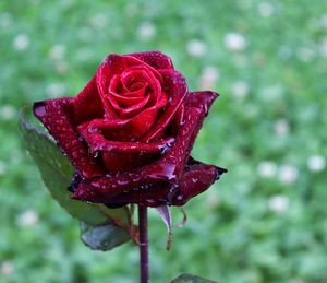 Close-up of wet red rose blooming outdoors