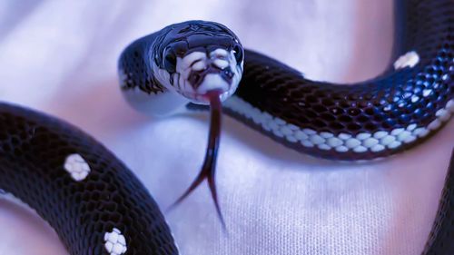 Close-up of snake