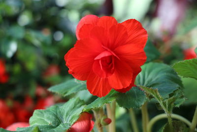 Close-up of red rose flower