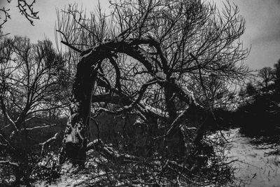 Bare trees in forest during winter