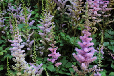 Close-up of purple flowers