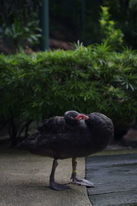 Close-up of bird perching on tree