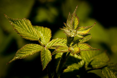 Close-up of fresh green plant