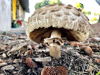 Close-up of mushroom on wood