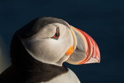 Close-up of puffin