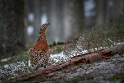 Capercaillie in the mating season from carpathian mountains, romania. wildlife photography of birds