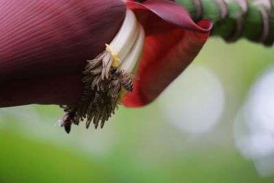 Close-up of insect on plant