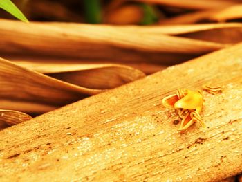 Close-up of insect on wood