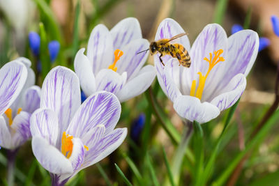 Close-up of bee on purple crocus