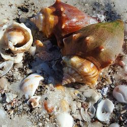 Close-up of shells