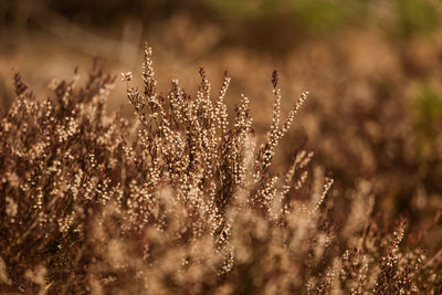 Close-up of flowering plant on field