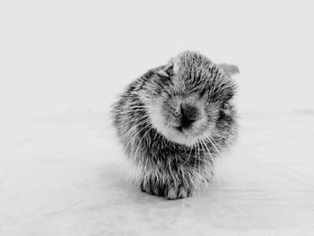 Close-up of a cat against white background