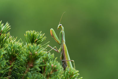 Close-up of insect on plant