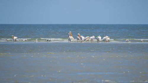 View of birds on beach against clear sky