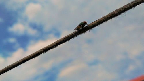 Low angle view of bird flying against sky