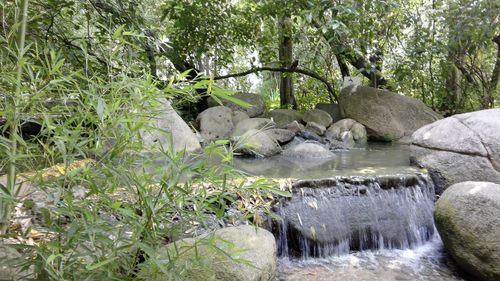 Stream amidst rocks and plants