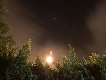 Low angle view of plants against sky during sunset