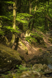 Trees growing in forest