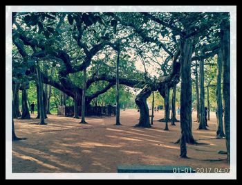 Trees in park