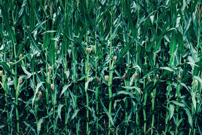 Full frame shot of corn field