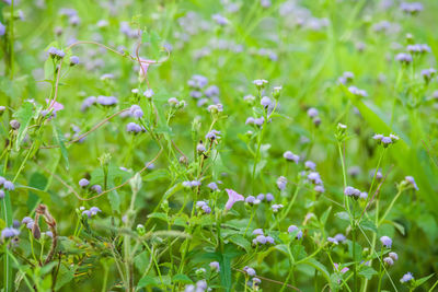 Close-up of flowers blooming in field