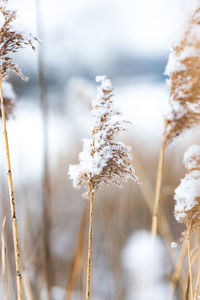 Close-up of frozen plant