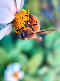 Close-up of bee pollinating on flower