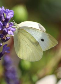 Close-up of butterfly pollinating flower