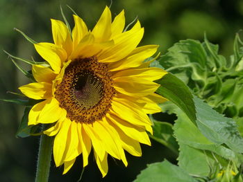 Close-up of yellow sunflower