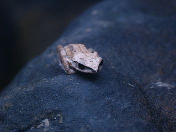 Close-up of crab on rock