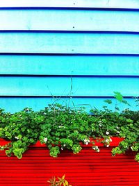 Plants growing on wall