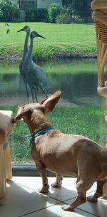 Full length of a dog in water