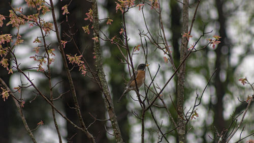 Bird perching on a tree