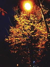 Tree against sky at night