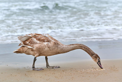 Young brown colored white swan feeding and fishing on sea. brown swan chick looking for food