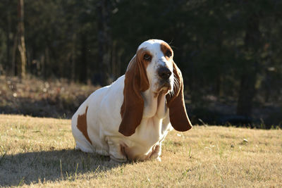 Portrait of dog on field