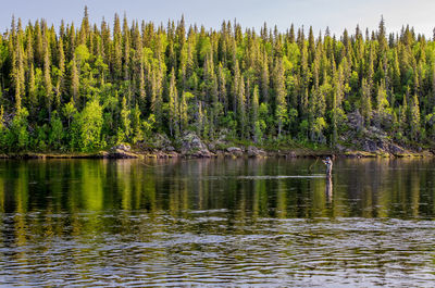 Scenic view of lake by trees in forest